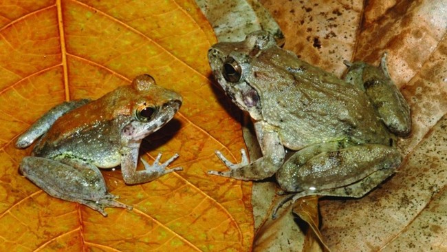 Pura-pura Mati, Strategi Katak Betina Hindari Jantan Agresif