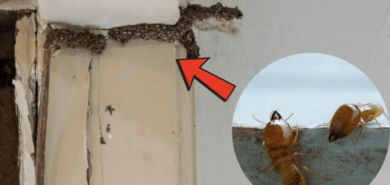 Perlindungan Maksimal untuk Rumah dan Bangunan Anda